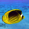 Butterflyfish